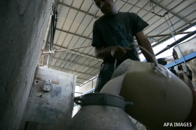 A Palestinian man pours milk at a cows ranch in Rafah refugee camp, southern Gaza Strip on June 7, 2011. Photo by Abed Rahim Khatib