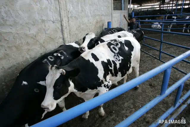 A Palestinian workers works at a cows ranch in Rafah refugee camp, southern Gaza Strip on June 7, 2011. Photo by Abed Rahim Khatib