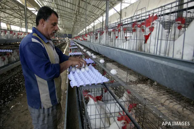 A Palestinian farmer collects eggs at chicken farm in the former Israeli settlement of Rafah Yam which was dismantled in 2005, close to Rafah, in the southern Gaza Strip on June 09, 2011. The eggs are for internal consum...