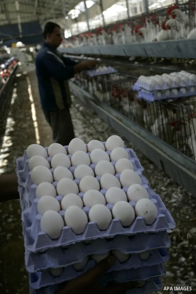 A Palestinian farmer collects eggs at chicken farm in the former Israeli settlement of Rafah Yam which was dismantled in 2005, close to Rafah, in the southern Gaza Strip on June 09, 2011. The eggs are for internal consum...