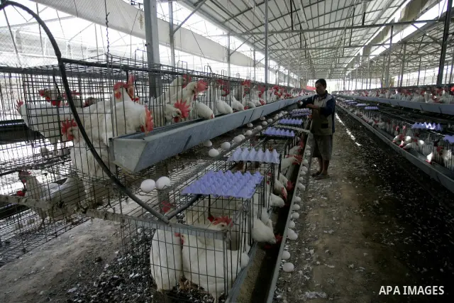 A Palestinian farmer collects eggs at chicken farm in the former Israeli settlement of Rafah Yam which was dismantled in 2005, close to Rafah, in the southern Gaza Strip on June 09, 2011. The eggs are for internal consum...