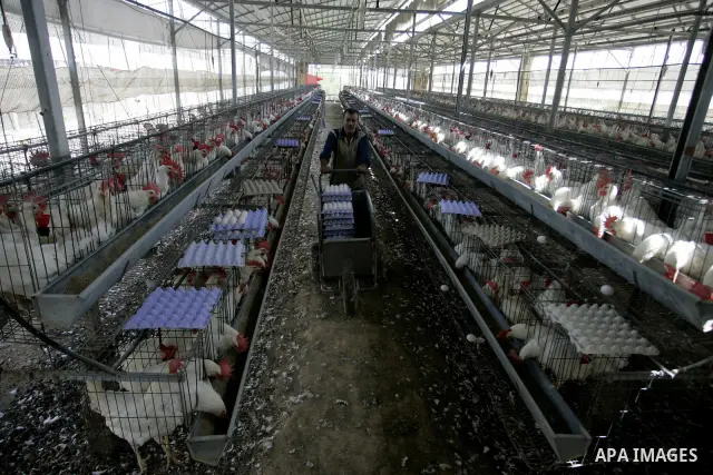 A Palestinian farmer collects eggs at chicken farm in the former Israeli settlement of Rafah Yam which was dismantled in 2005, close to Rafah, in the southern Gaza Strip on June 09, 2011. The eggs are for internal consum...