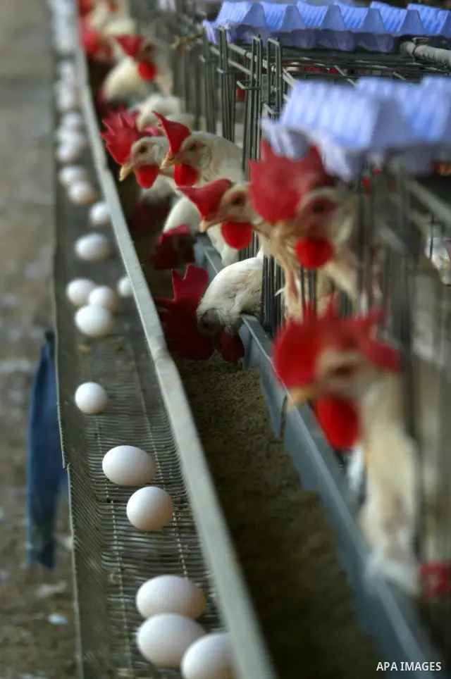A Palestinian farmer collects eggs at chicken farm in the former Israeli settlement of Rafah Yam which was dismantled in 2005, close to Rafah, in the southern Gaza Strip on June 09, 2011. The eggs are for internal consum...
