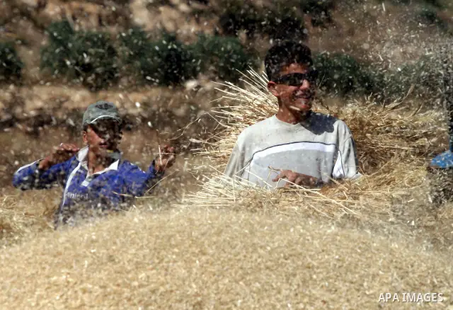 Palestinian farmers harvest wheat in the West Bank village of Abu Falah, north of Ramallah, on June 11, 2011. Photo by Issam Rimawi