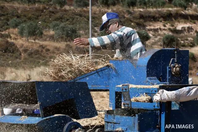 A Palestinian farmer harvests wheat in the West Bank village of Abu Falah, north of Ramallah, on June 11, 2011. Photo by Issam Rimawi