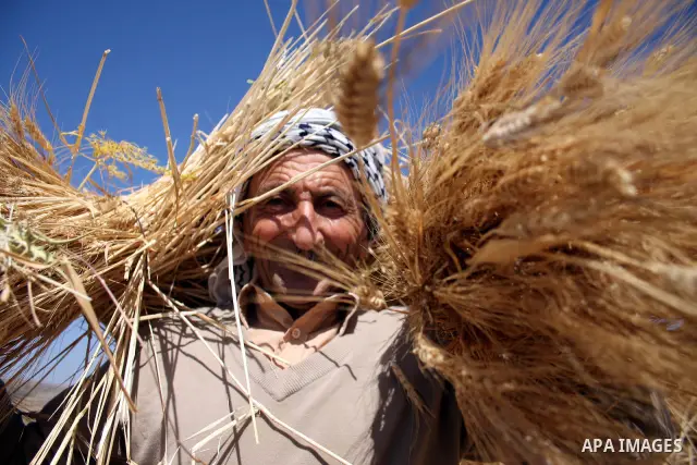 A Palestinian farmer harvests wheat in the West Bank village of Abu Falah, north of Ramallah, on June 11, 2011. Photo by Issam Rimawi
