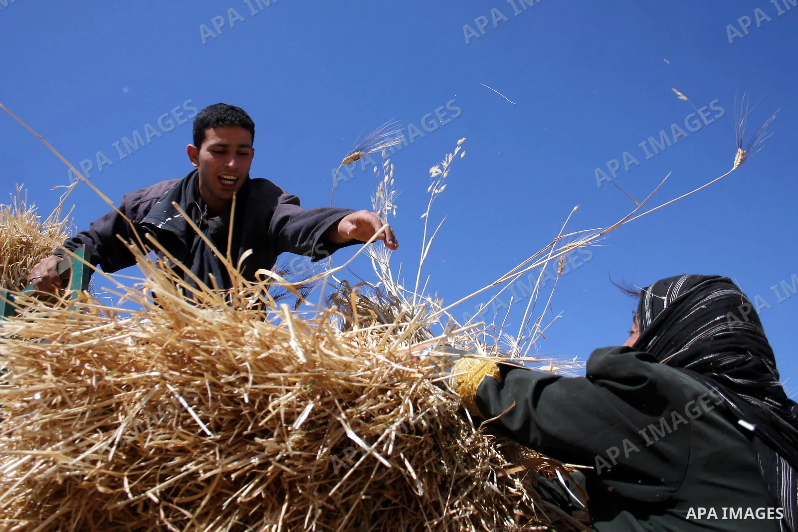 Palestinian farmers harvest wheat in the West Bank village of Abu Falah, north of Ramallah, on June 11, 2011. Photo by Issam Rimawi