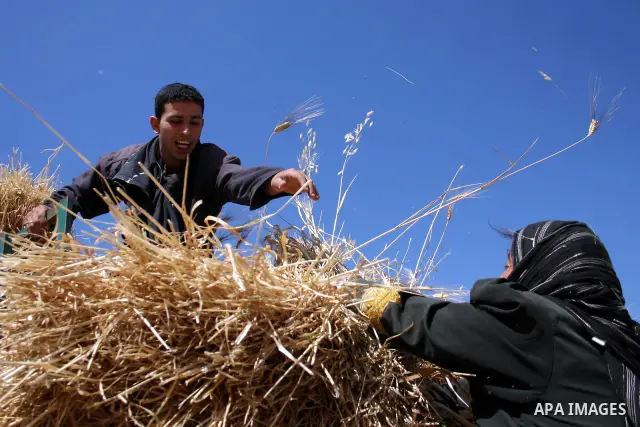 Palestinian farmers harvest wheat in the West Bank village of Abu Falah, north of Ramallah, on June 11, 2011. Photo by Issam Rimawi