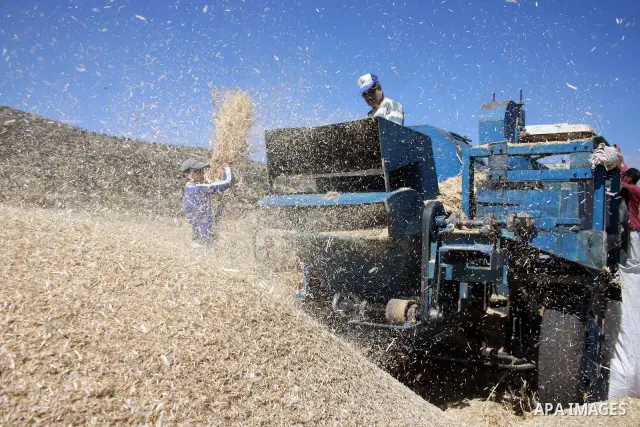 Palestinian farmers harvest wheat in the West Bank village of Abu Falah, north of Ramallah, on June 11, 2011. Photo by Issam Rimawi