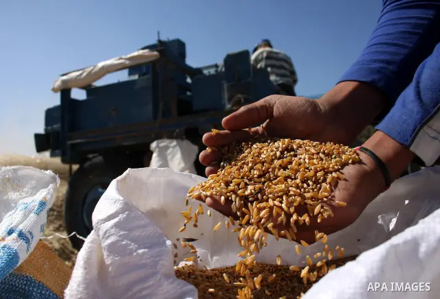 Palestinian farmers harvest wheat in the West Bank village of Abu Falah, north of Ramallah, on June 11, 2011. Photo by Issam Rimawi