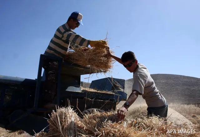 Palestinian farmers harvest wheat in the West Bank village of Abu Falah, north of Ramallah, on June 11, 2011. Photo by Issam Rimawi