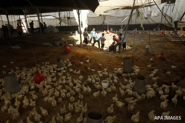 Palestinian boys inspect a poultry farm damaged in an Israeli airstrike in Deir al-Balah, Gaza Strip, on June 22, 2011. Israel confirmed Wednesday that it had carried out an airstrike in the Gaza Strip for the first time...