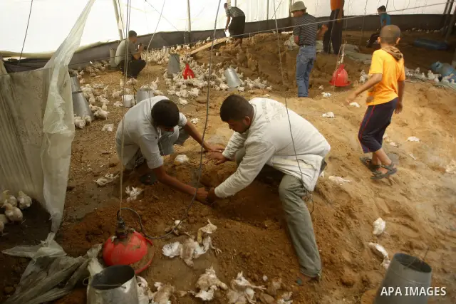 Palestinians inspect a poultry farm damaged in an Israeli airstrike in Deir al-Balah, Gaza Strip, on June 22, 2011. Israel confirmed Wednesday that it had carried out an airstrike in the Gaza Strip for the first time in...