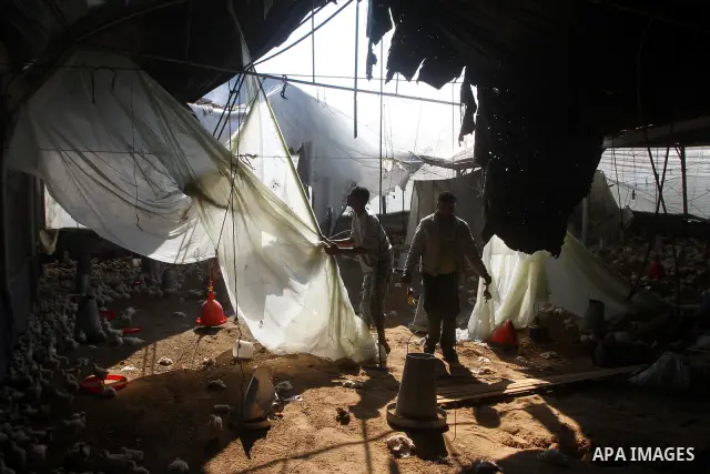 Palestinian men inspect a poultry farm damaged in an Israeli airstrike in Deir al-Balah, Gaza Strip, on June 22, 2011. Israel confirmed Wednesday that it had carried out an airstrike in the Gaza Strip for the first time...