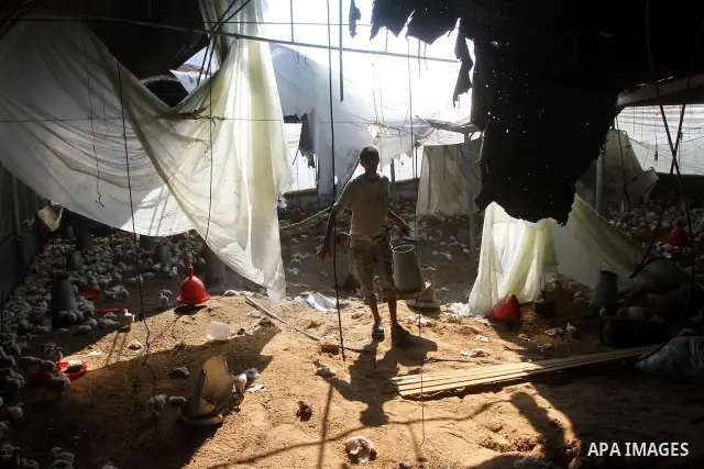 A Palestinian man inspects a poultry farm damaged in an Israeli airstrike in Deir al-Balah, Gaza Strip, on June 22, 2011. Israel confirmed Wednesday that it had carried out an airstrike in the Gaza Strip for the first ti...