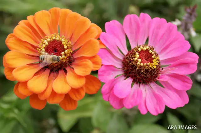A bee collects pollen on a blossom on a field in the southern Gaza Strip town of Rafah on June 26, 2011. Photo by Abed Rahim Khatib