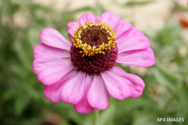 A bee collects pollen on a blossom on a field in the southern Gaza Strip town of Rafah on June 26, 2011. Photo by Abed Rahim Khatib