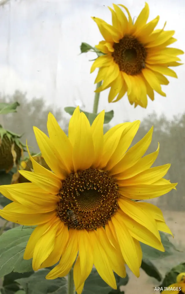 A bee collects pollen on a sunflower on a field in the southern Gaza Strip town of Rafah on June 26, 2011. Photo by Abed Rahim Khatib