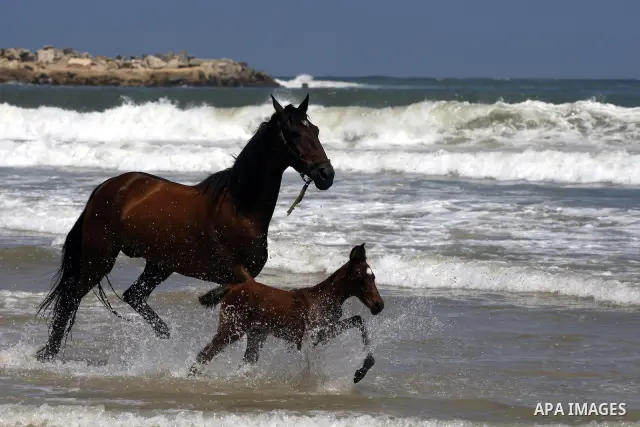 A horse next to his mother run along Gaza city beach on July 17, 2011 . Photo by Mahmud Nassar