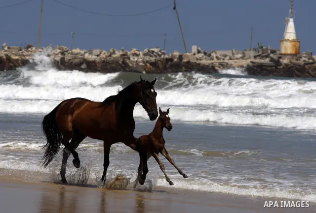 A horse next to his mother run along Gaza city beach on July 17, 2011 . Photo by Mahmud Nassar