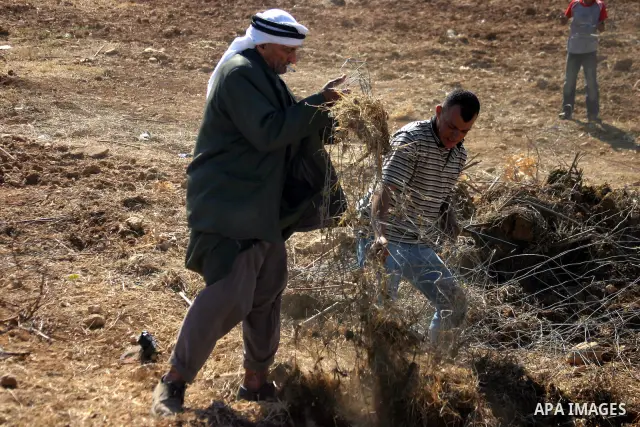 Israeli soldiers stand guard (not seen) as Palestinian farmers work at their land after returned to them by the Jewish settlers next to the Israeli settlement of Sosia, near the West Bank city of Hebron on July 23, 2011....