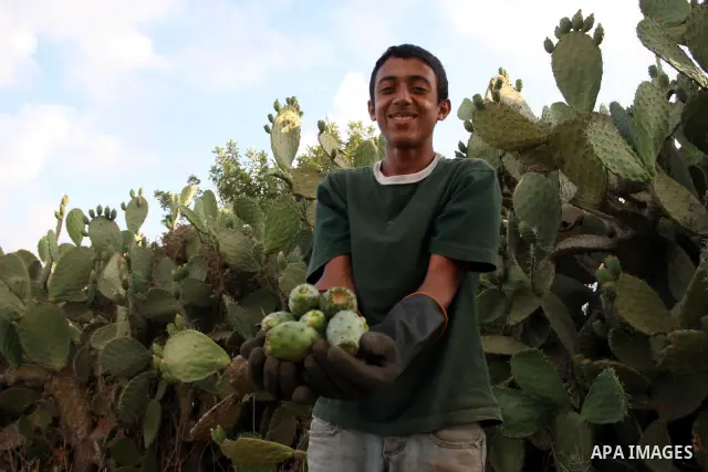 A Palestinian boy carries prickly pear fruit from a cactus plant in the West Bank village of Nilin on July 23, 2011. Photo by Issam Rimawi
