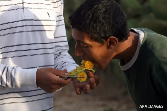A Palestinian boy eats prickly pear fruit from a cactus plant in the West Bank village of Nilin on July 23, 2011. Photo by Issam Rimawi