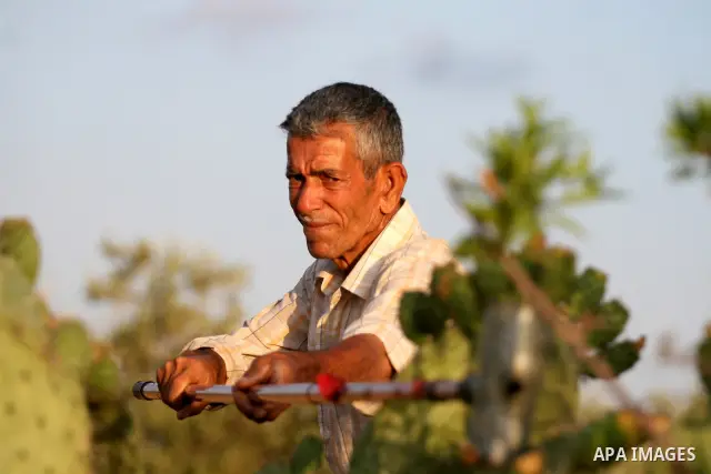 A Palestinian man picks prickly pear fruit from a cactus plant in the West Bank village of Nilin on July 23, 2011. Photo by Issam Rimawi