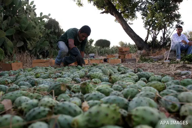 A Palestinian boy picks prickly pear fruit from a cactus plant in the West Bank village of Nilin on July 23, 2011. Photo by Issam Rimawi