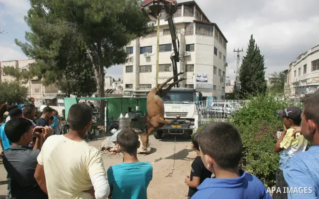 Palestinian boys ride Horses in Jerusalem's Old City, as Muslims celebrated the Eid al-Fitr holiday which marks the end of the holy fasting month of Ramadan outdoors on 1 Sep. 2011. Photo by Mahfouz Abu Turk