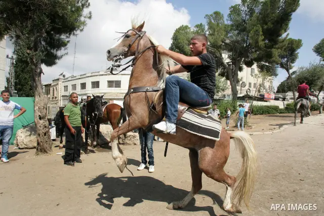 Palestinian boys ride Horses in Jerusalem's Old City, as Muslims celebrated the Eid al-Fitr holiday which marks the end of the holy fasting month of Ramadan outdoors on 1 Sep. 2011. Photo by Mahfouz Abu Turk