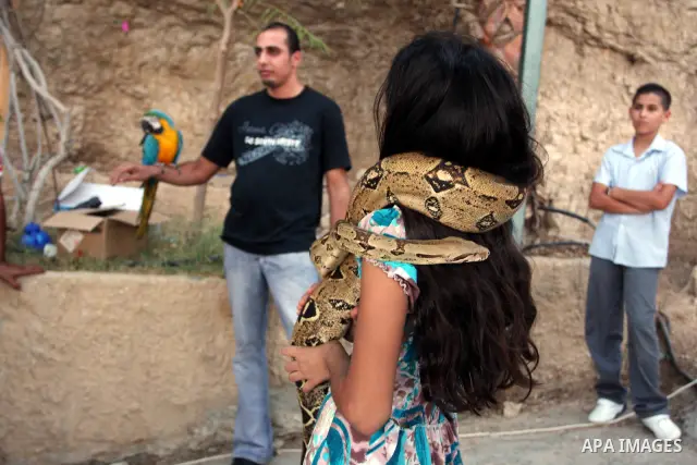 A Palestinian girl holds a pet snake on her shoulders as Muslims celebrated the Eid al-Fitr holiday which marks the end of the holy fasting month of Ramadan in the West Bank city of Jericho on September 1, 2011. Photo by...