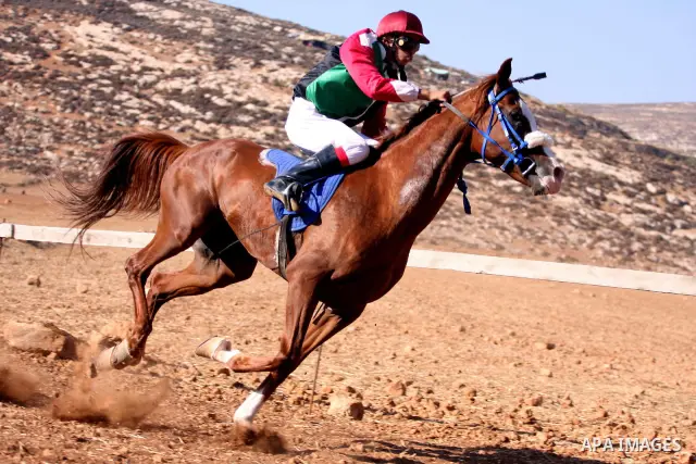 A Palestinian jockey competes during a horse race in the West Bank village of Abu Falah, near the town of Ramallah ,on 02 September 2011. Some 60 horses in different heats participated in races through the day, attractin...