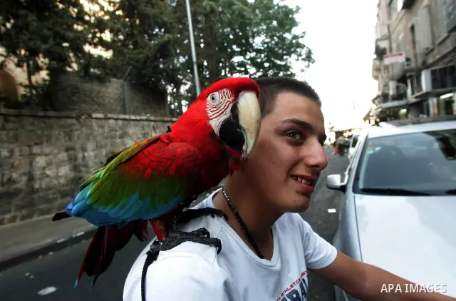 A parrot sits on the shoulder of a boy in Jerusalem's old city on Sep. 6,2011. Photo by Mahfouz Abu Turk