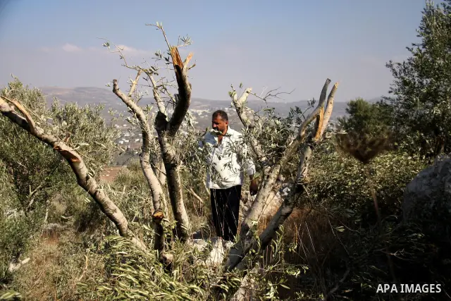 A Palestinian man walks between broken olive tree branches in West Bank village of Hawara, near Nablus,Thursday, Sept. 8, 2011. Three dozen trees have been uprooted in the village, part of a string of attacks which inclu...