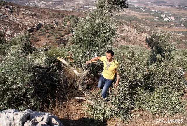 A Palestinian man walks between broken olive tree branches in West Bank village of Hawara, near Nablus,Thursday, Sept. 8, 2011. Three dozen trees have been uprooted in the village, part of a string of attacks which inclu...