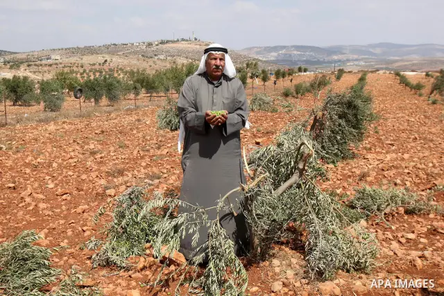A Palestinian farmer, Mohamed Odeh (64) shows some salvaged olives after many of his olive trees were allegedly chopped down by Israeli settlers in the West Bank village of Qusra on 10 September 2011. Photo by Wagdi Esht...