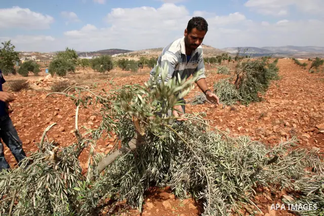 Palestinian farmers from the Odeh Familly collect olive from their trees after many of the trees were allegedly chopped down by Israeli settlers in the West Bank village of Qusra on 10 September 2011. Photo by Wagdi Esht...