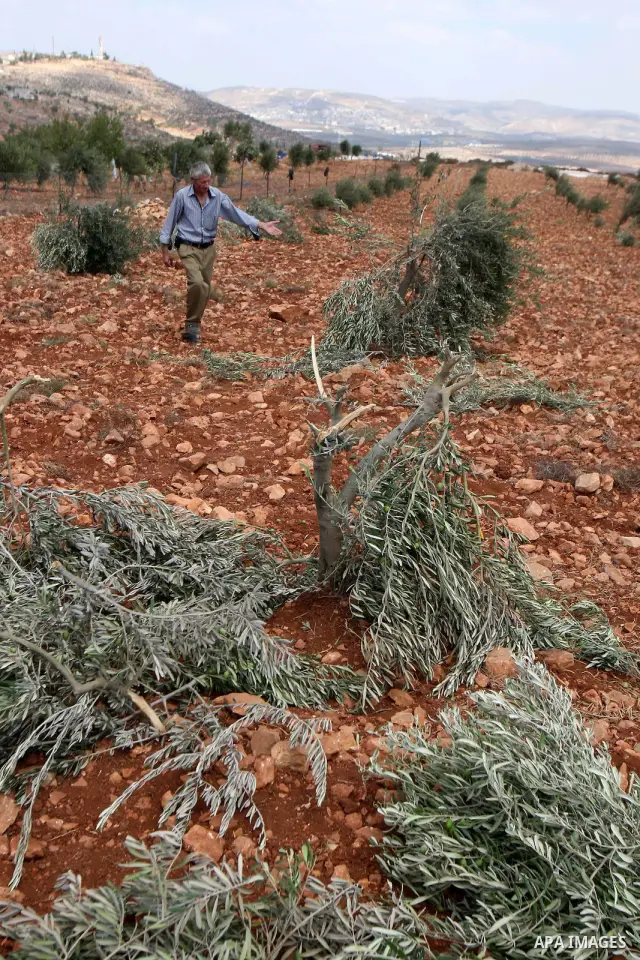 Palestinian farmers from the Odeh Familly collect olive from their trees after many of the trees were allegedly chopped down by Israeli settlers in the West Bank village of Qusra on 10 September 2011. Photo by Wagdi Esht...