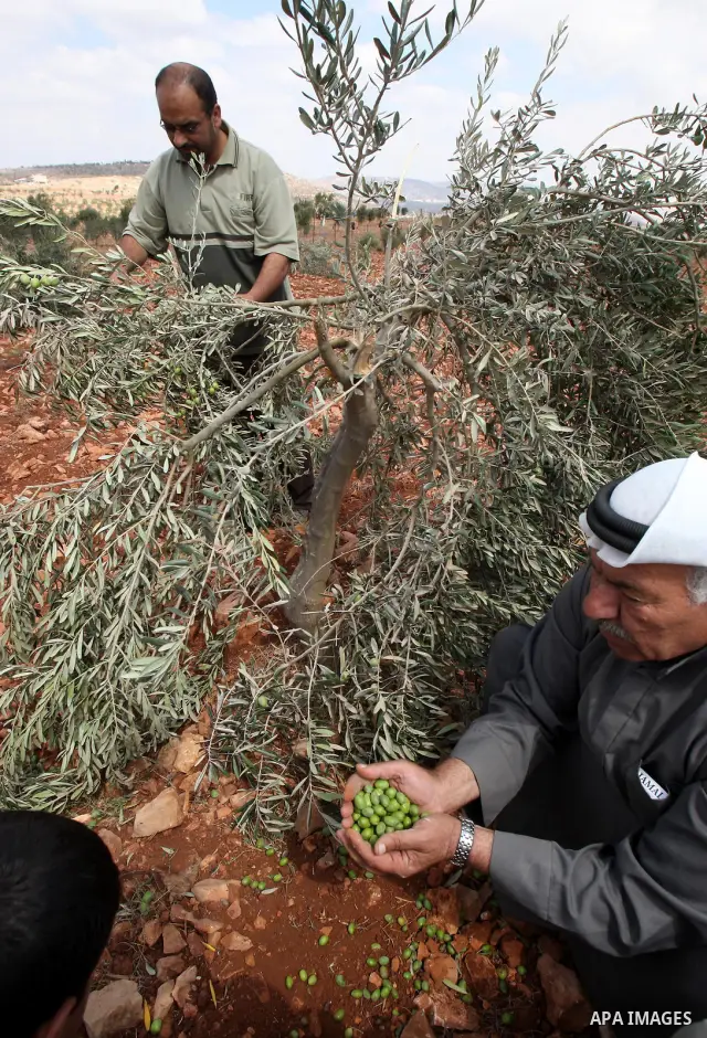 Palestinian farmers from the Odeh Familly collect olive from their trees after many of the trees were allegedly chopped down by Israeli settlers in the West Bank village of Qusra on 10 September 2011. Photo by Wagdi Esht...