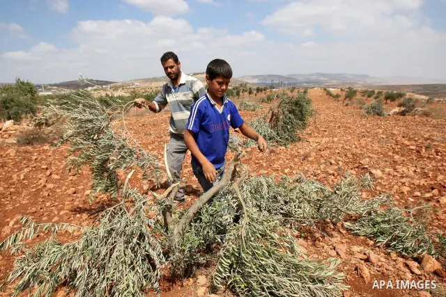 Palestinian farmers from the Odeh Familly collect olive from their trees after many of the trees were allegedly chopped down by Israeli settlers in the West Bank village of Qusra on 10 September 2011. Photo by Wagdi Esht...