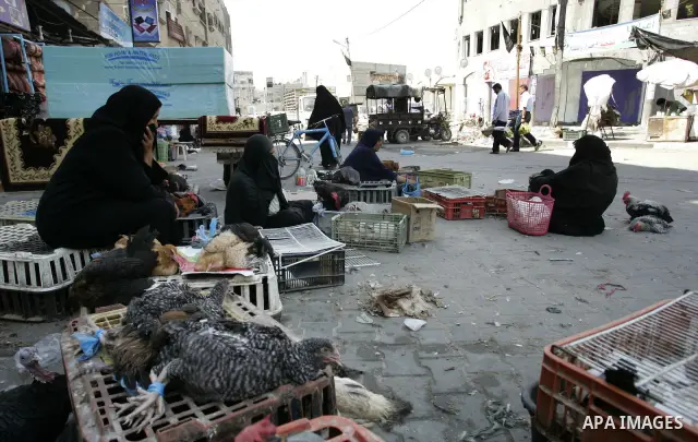 Palestinian vendors display birds for selling, at the market in the Rafah refugee camp, southern Gaza Strip on Sep 11, 2011. Photo by Abed Rahim Khatib