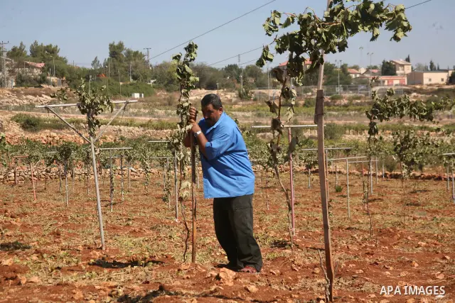 A Palestinian man inspects his vineyard after it was damaged by suspected Jewish settlers from the nearby settlement Karmi Tasour in the West Bank village of Beit Omar, near Hebron on 12 September 2011. Media reports sta...