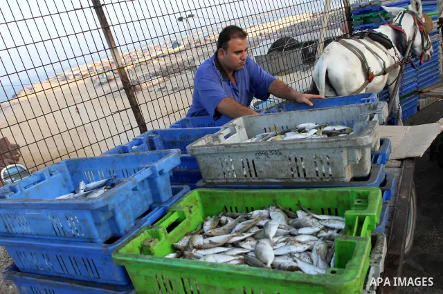 Palestinian fishermen show thier catch in the port of Gaza City on Sep. 22, 2011. Palestinians hoped that the blockade is lifted from the sea, and setting "Palestine state 194", representing their hope to become the 194t...