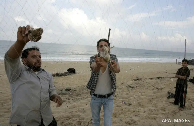 Palestinians catche the migrant quail, where hunted on the beach of Khan Younis, southern Gaza Strip on Sept. 25, 2011. Palestinians erected hundreds of meters of nets along the coastline in the Gaza Strip to hunt migrat...