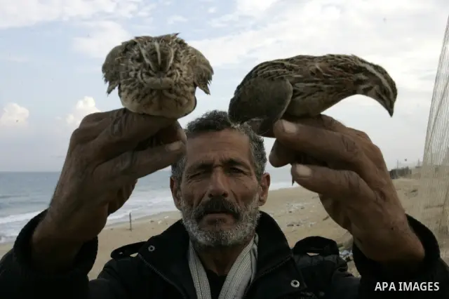 A Palestinian man catches the migrant quail, where hunted on the beach of Khan Younis, southern Gaza Strip on Sept. 25, 2011. Palestinians erected hundreds of meters of nets along the coastline in the Gaza Strip to hunt...