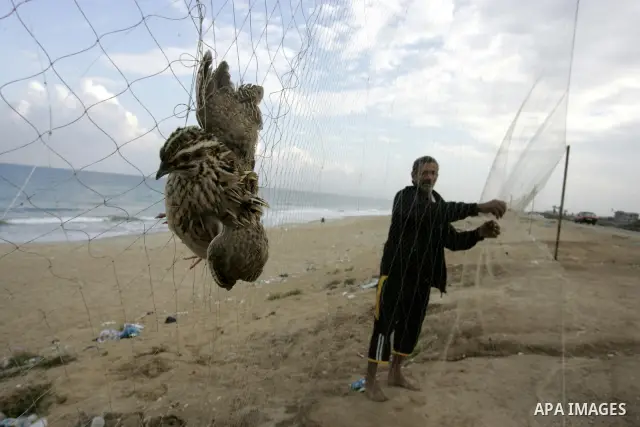 A Palestinian man man tries to catch the migrant quail, where hunted on the beach of Khan Younis, southern Gaza Strip on Sept. 25, 2011. Palestinians erected hundreds of meters of nets along the coastline in the Gaza Str...