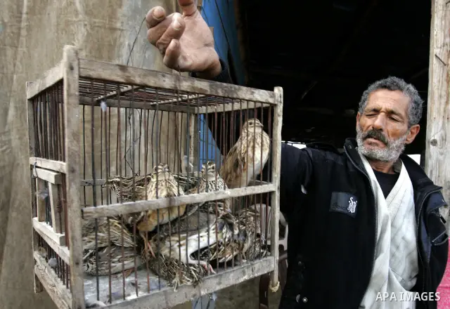 A Palestinian man carries the cage of the migrant quail, where hunted on the beach of Khan Younis, southern Gaza Strip on Sept. 25, 2011. Palestinians erected hundreds of meters of nets along the coastline in the Gaza St...