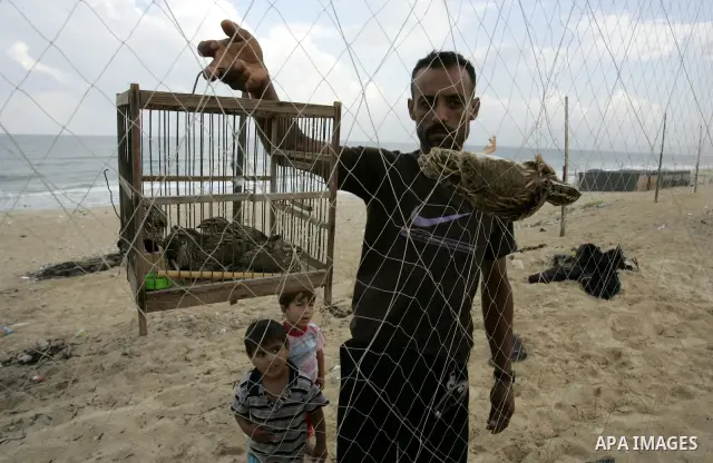 A Palestinian man carries the cage of the migrant quail, where hunted on the beach of Khan Younis, southern Gaza Strip on Sept. 25, 2011. Palestinians erected hundreds of meters of nets along the coastline in the Gaza St...