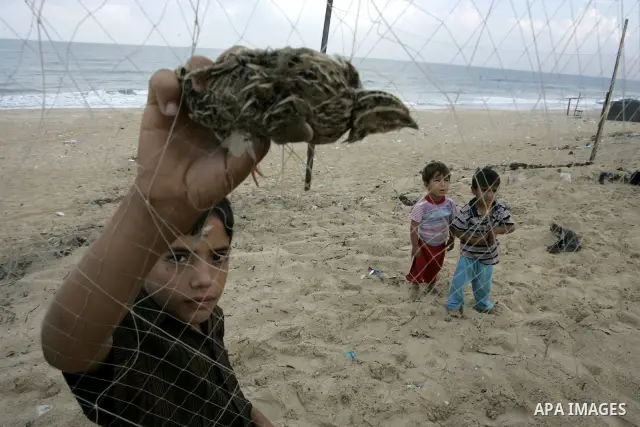 A Palestinian boy catches the migrant quail, where hunted on the beach of Khan Younis, southern Gaza Strip on Sept. 25, 2011. Palestinians erected hundreds of meters of nets along the coastline in the Gaza Strip to hunt...